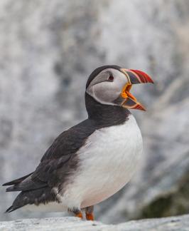 Puffin Showing Yellow 2172