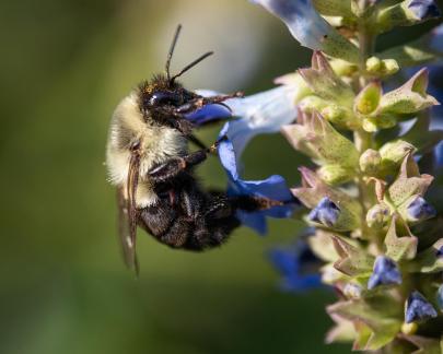 Chanticleer Bee