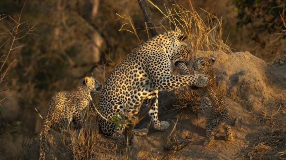 Leopard Interacting w Young Cubs