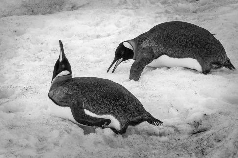 King Penguins Eat Dirty Snow