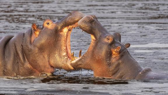 Hippos Exchange Halitosis