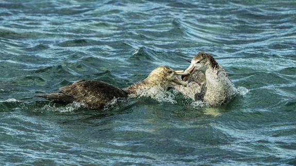 Petrel Courtship Behavior