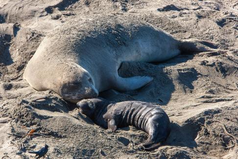 Elephant Seal2