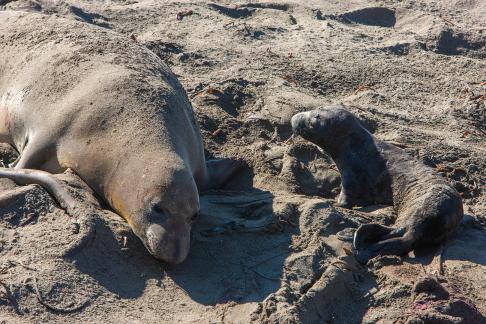 Elephant Seal7