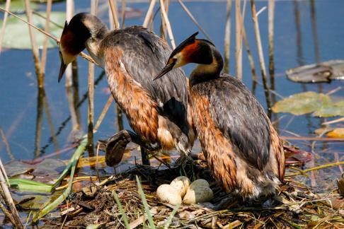 Great Crested Grebes 49