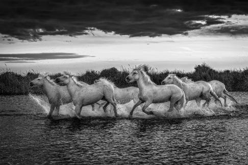 Camargue horses at sunset 26