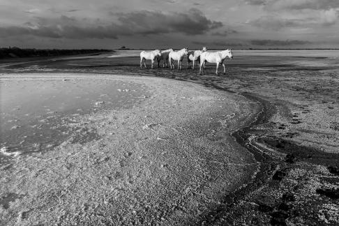 Chevaux camarguais aux Salins 3