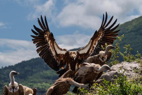 Attack of vultures 4