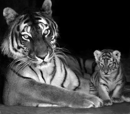 Tiger Calf Loves Mother