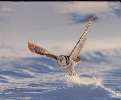 Step on the snow and fly