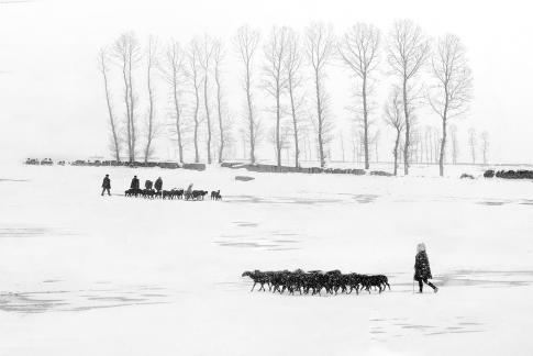 sheep in the snow