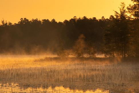 Cranberry bog sunrise 5688