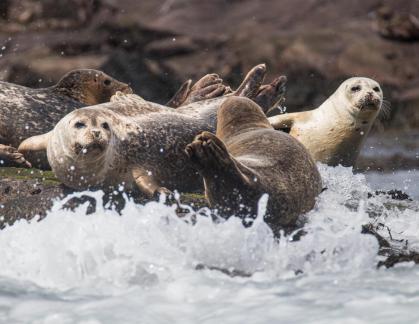 North Rock seals