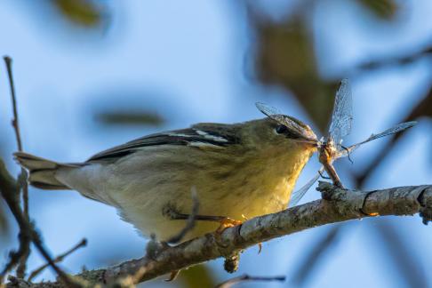 Treat with wings