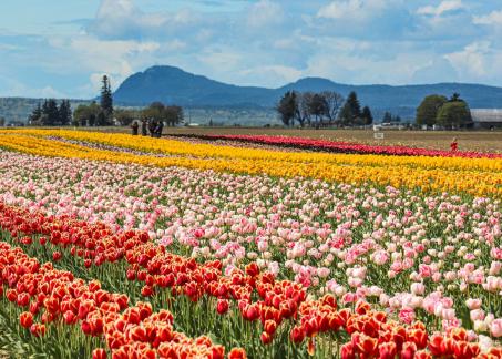 Skagit Valley Tulips