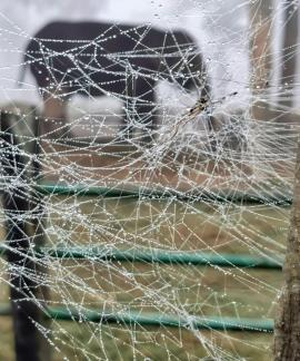 Life behind spider web