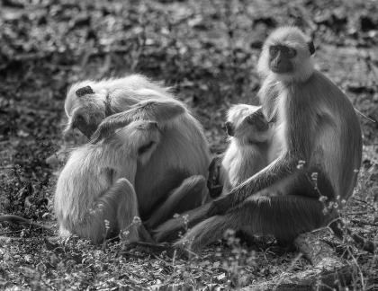 Hanuman Family Grooming