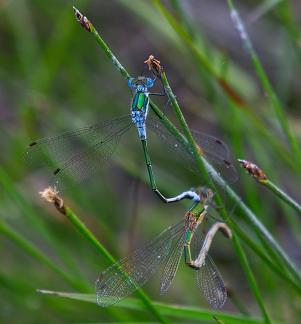 Four spotted chasers coupling