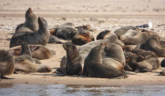 Cape fur seals_7