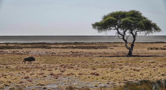 Wildebeest and tree_2