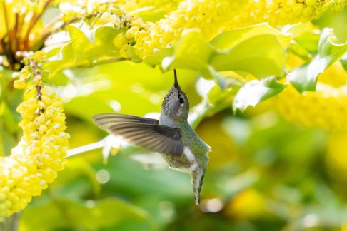 Beautiful hummingbird11