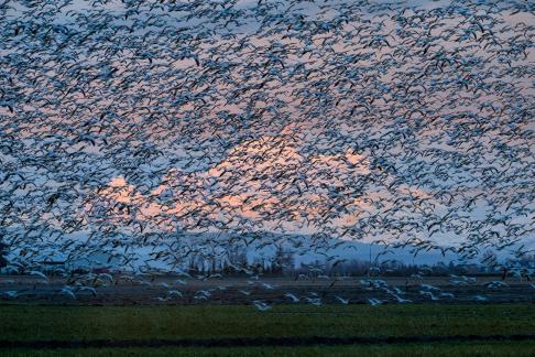 The sky path of snow geese