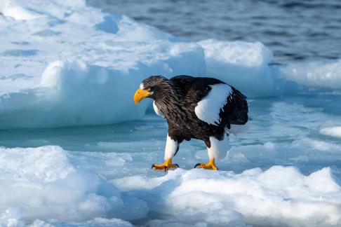 Sea eagle