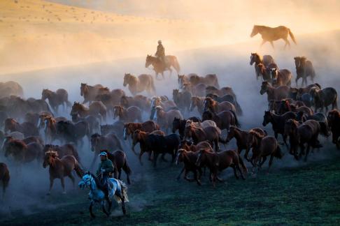  A herd of horses