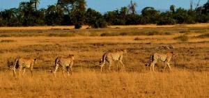 Grassland Walk