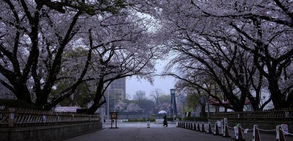 Cherry blossom trees in the rain