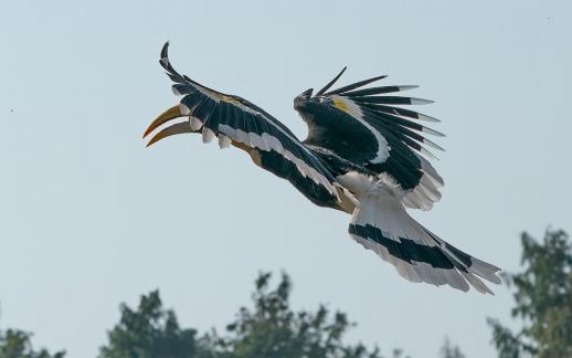 hornbill Flying B