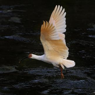 Crested ibis