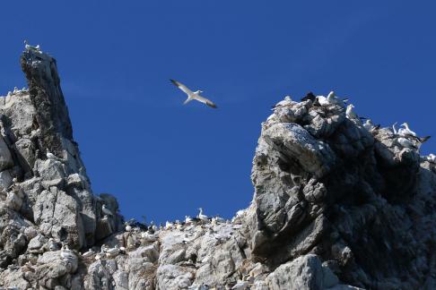 Gannet Breeding 1