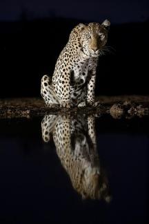 Leopard during the African night