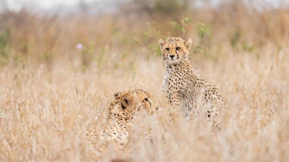 Cheetah family