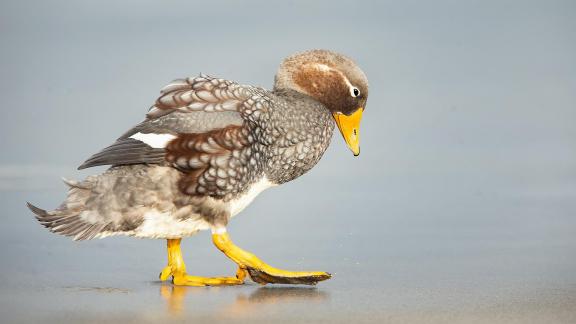 Flying steamer duck