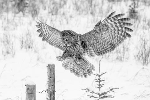 Great Grey Owl 6