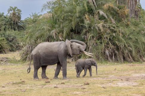 Elephant with her baby 2