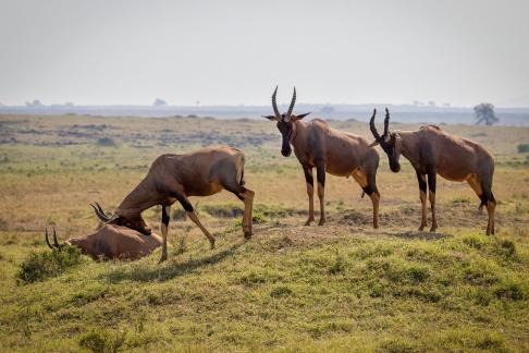 Antelope in Line