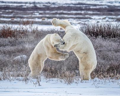 Polar Bears Playing 18