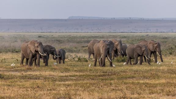 Herd of Elephants 6