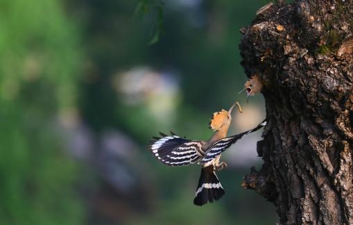 Diligent feeding