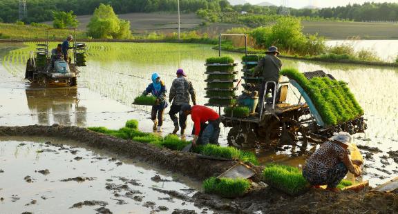 Rice field transplanting