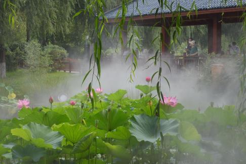 Appreciating Lotus in the Mist