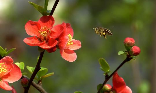 Flower fragrance attracts bees