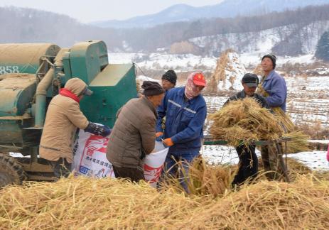 Harvesting millet in farmland