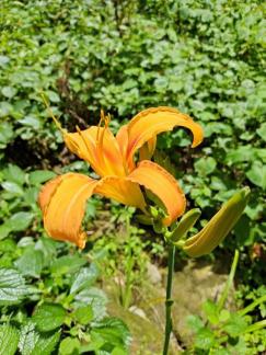 Yesterdays yellow flower