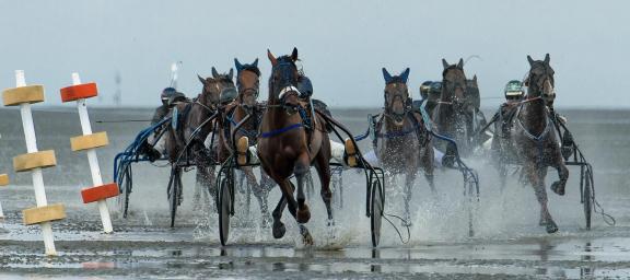 trot race 11