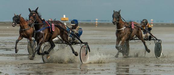 trot race 18