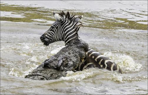 Crocodle Bite on Zebra